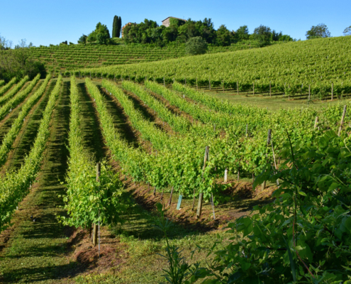 vigneti